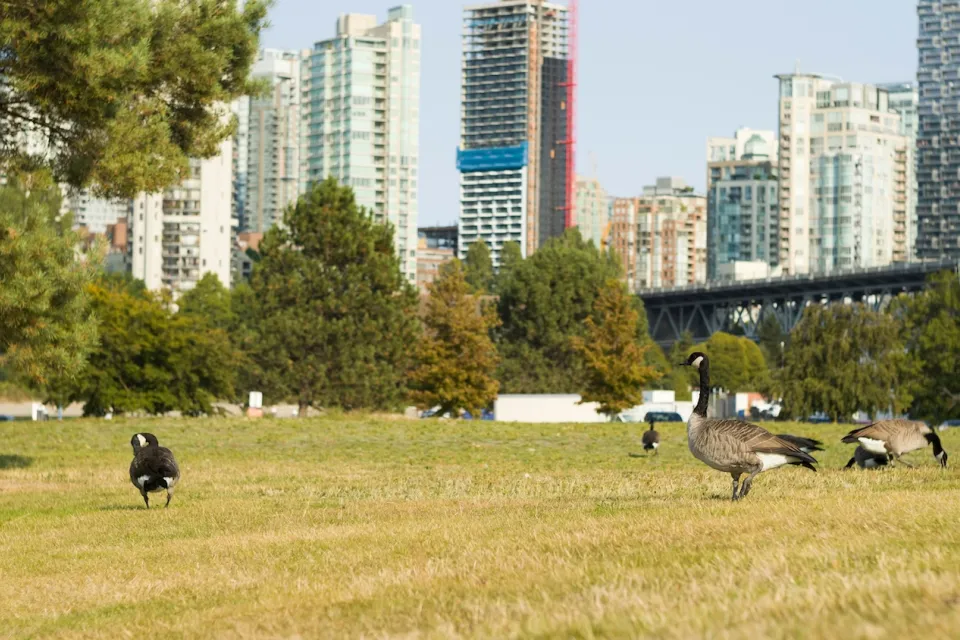 Canada geese on lawn in city park with high-rise buildings in background in Vancouver, Canada.